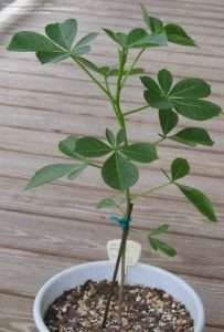 Baobab Adansonia Digitata