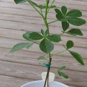 Baobab Adansonia Digitata