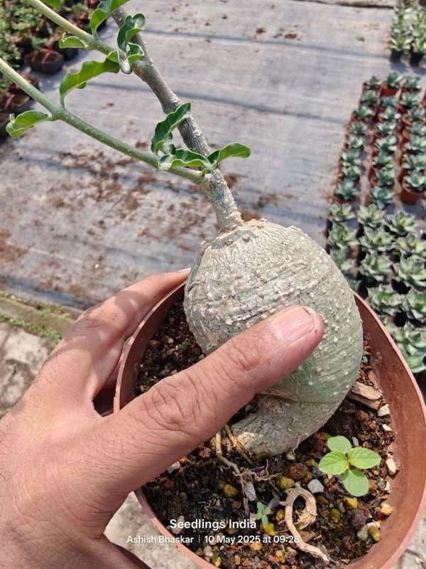 Fockea Edulis