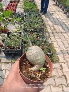 Fockea Edulis, Care Instructions for Fockea Edulis