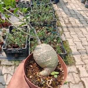 Fockea Edulis, Care Instructions for Fockea Edulis