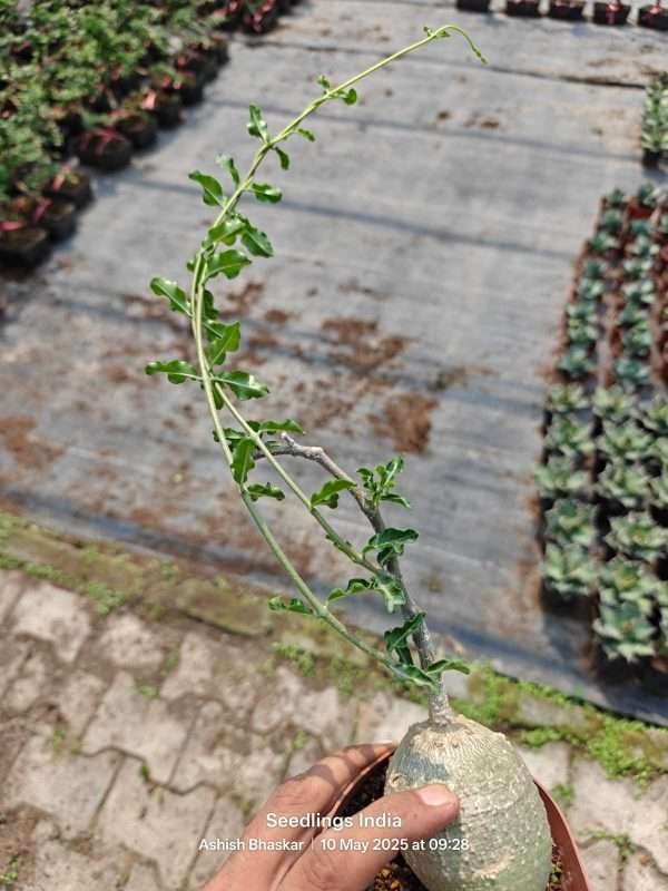 Fockea Edulis