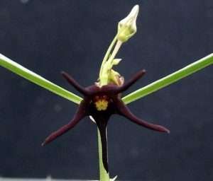 Brachystelma Spec Thailand