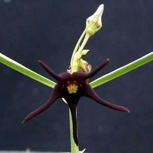 Brachystelma Spec Thailand