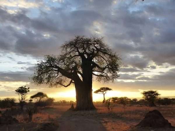 Baobab Adansonia Digitata