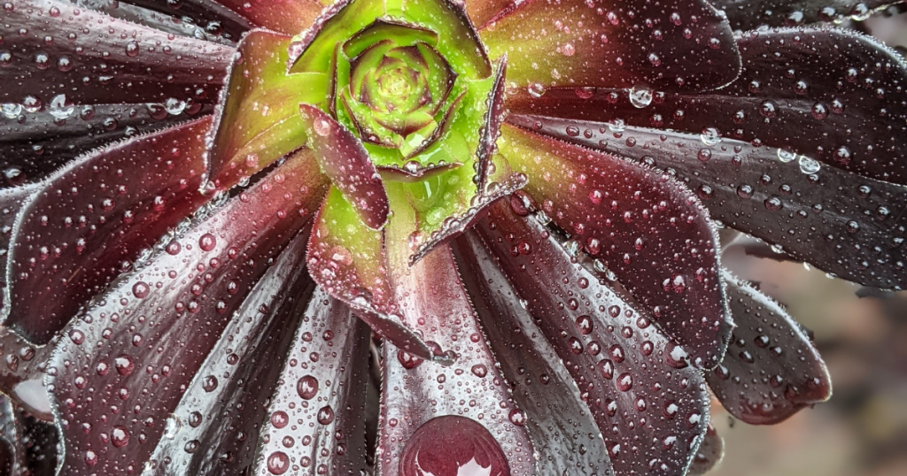 Succulents In Rains