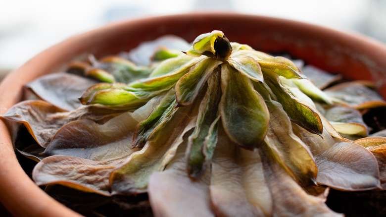Succulent Care During Dormancy