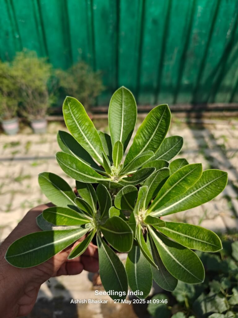 Pachypodium Densiflorum