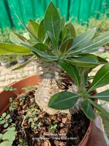 Pachypodium Densiflorum