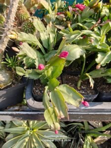 Home Christmas cactus Schlumbergera