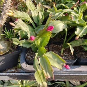 Christmas cactus Schlumbergera