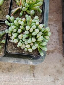 Fenestraria Rhopalophylla Baby Toes