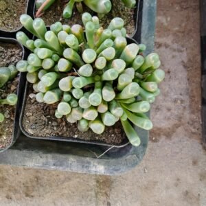 Fenestraria Rhopalophylla Baby Toes