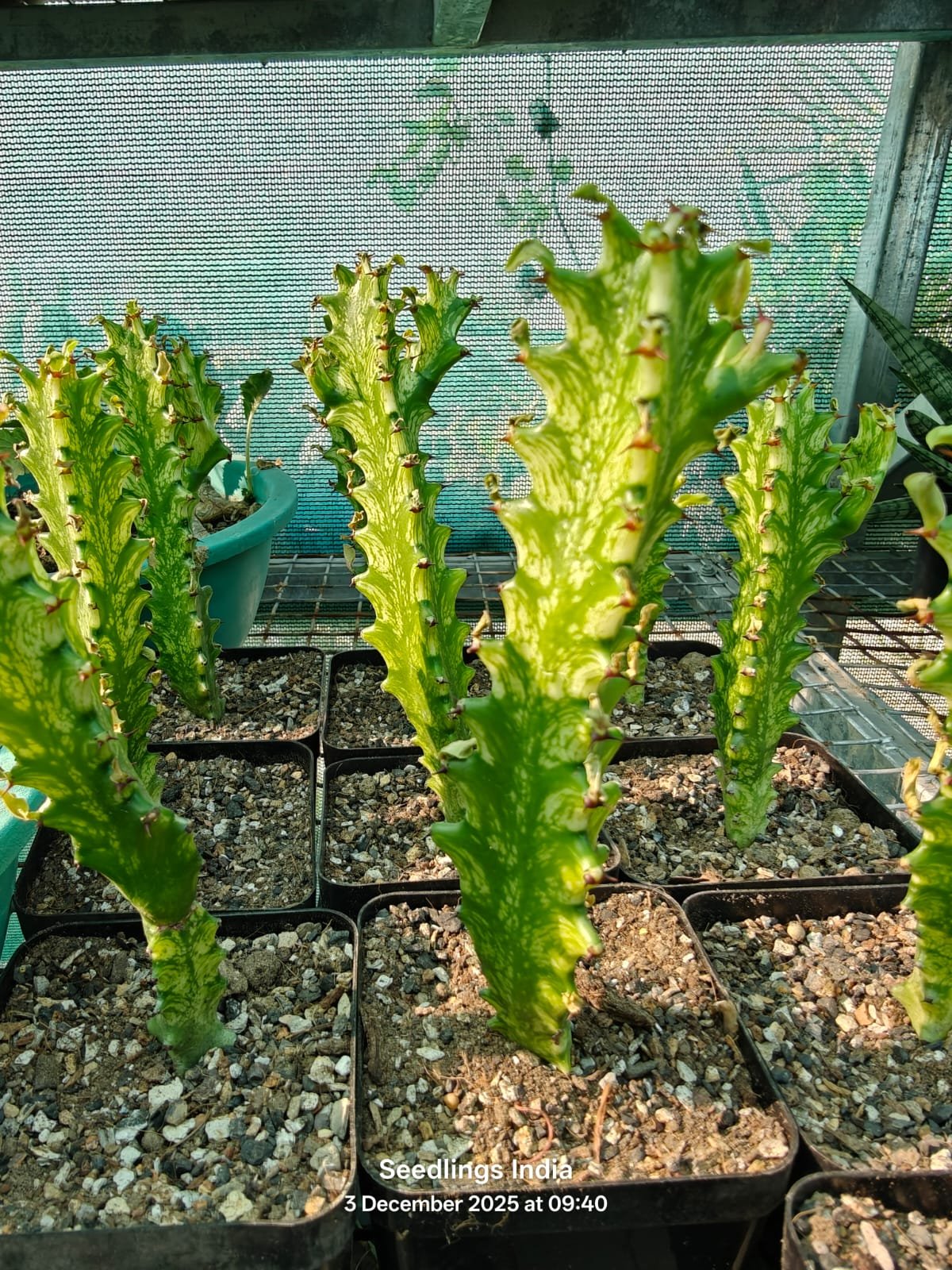 Euphorbia Lactae Variegated Euphorbia Lactae Variegated