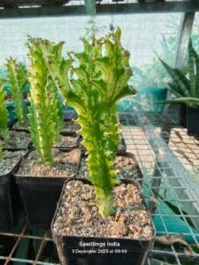 Home Euphorbia Lactae Variegated