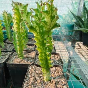 Euphorbia Lactae Variegated