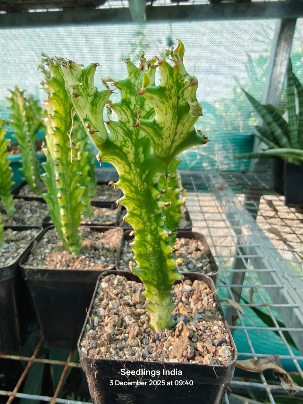 Euphorbia Lactae Variegated Euphorbia Lactae Variegated