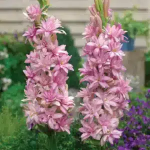 Home Polianthes Tuberose Pink Sapphire
