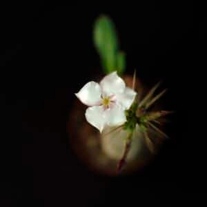 Home Pachypodium Saundersii