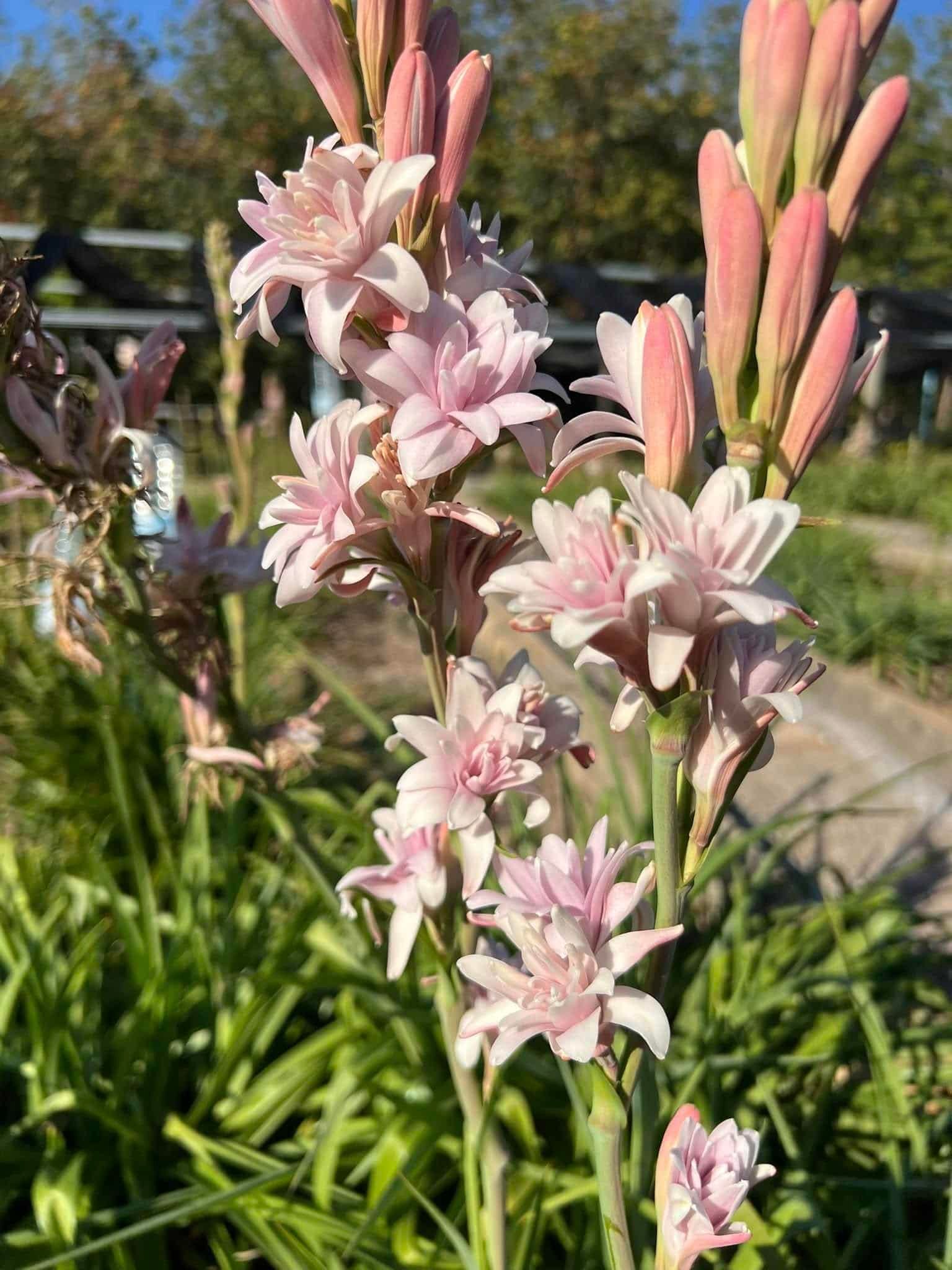 Polianthes Tuberose Pink Sapphire Polianthes Tuberose Pink Sapphire