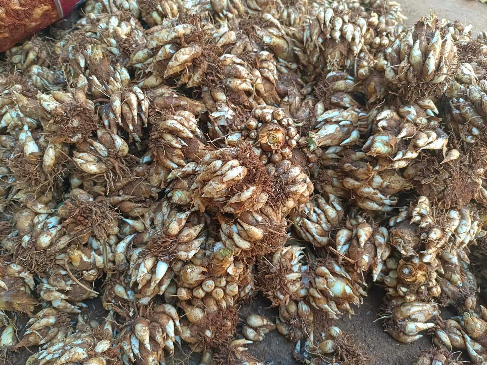 Polianthes Tuberose Pink Sapphire Polianthes Tuberose Pink Sapphire