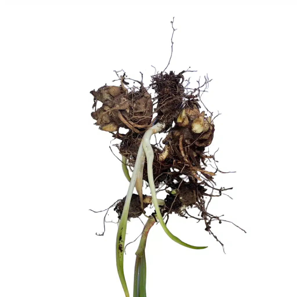 Polianthes Tuberose Pink Sapphire Polianthes Tuberose Pink Sapphire