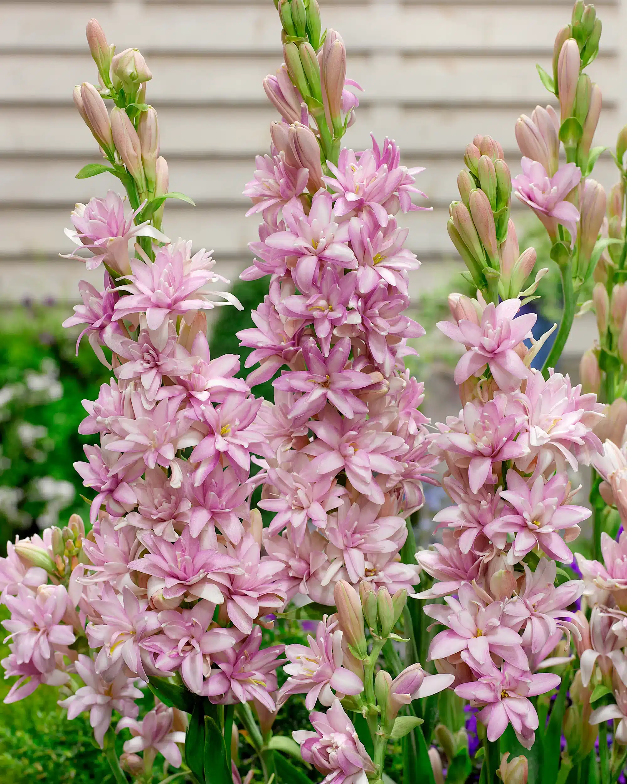 Polianthes Tuberose Pink Sapphire Polianthes Tuberose Pink Sapphire