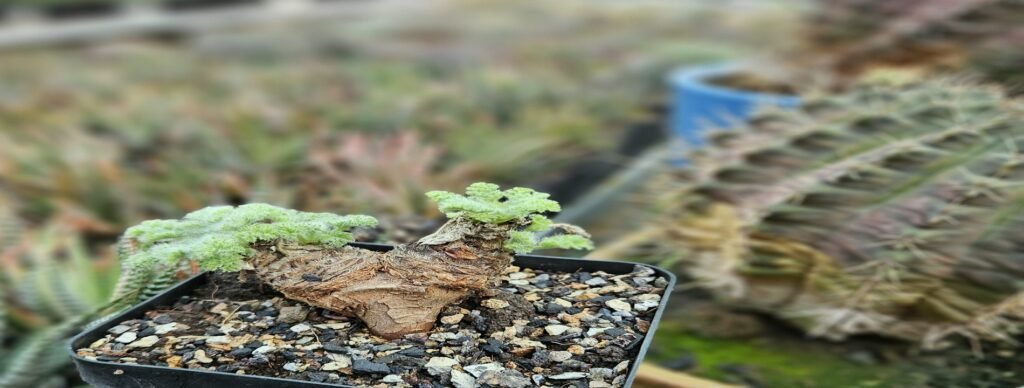 Pelargonium Appendiculatum