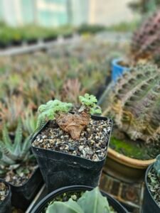 Pelargonium appendiculatum