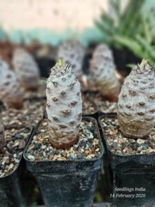 Euphorbia Pachypodioides