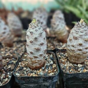 Euphorbia Pachypodioides