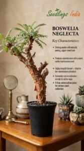Buy Cactus & Succulents Online in India | Seedlings India Boswellia Neglecta