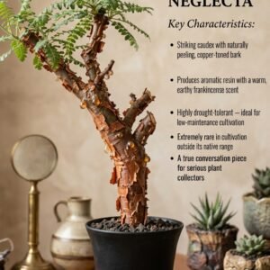 Boswellia Neglecta