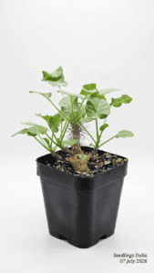 Buy Cactus & Succulents Online in India | Seedlings India Jatropha Marginata