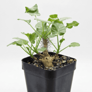 Jatropha Marginata