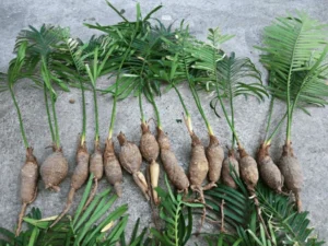 Buy Cactus & Succulents Online in India | Seedlings India Cycas siamensis