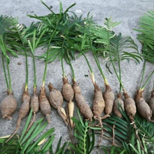 Cycas siamensis