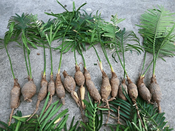 Cycas siamensis Cycas siamensis