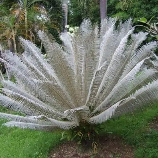 Cycas siamensis Cycas siamensis